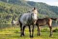 ÃÂ¡ute mare with foal grazing on lakeshore. Horses are pasture on lawn lakeside Royalty Free Stock Photo